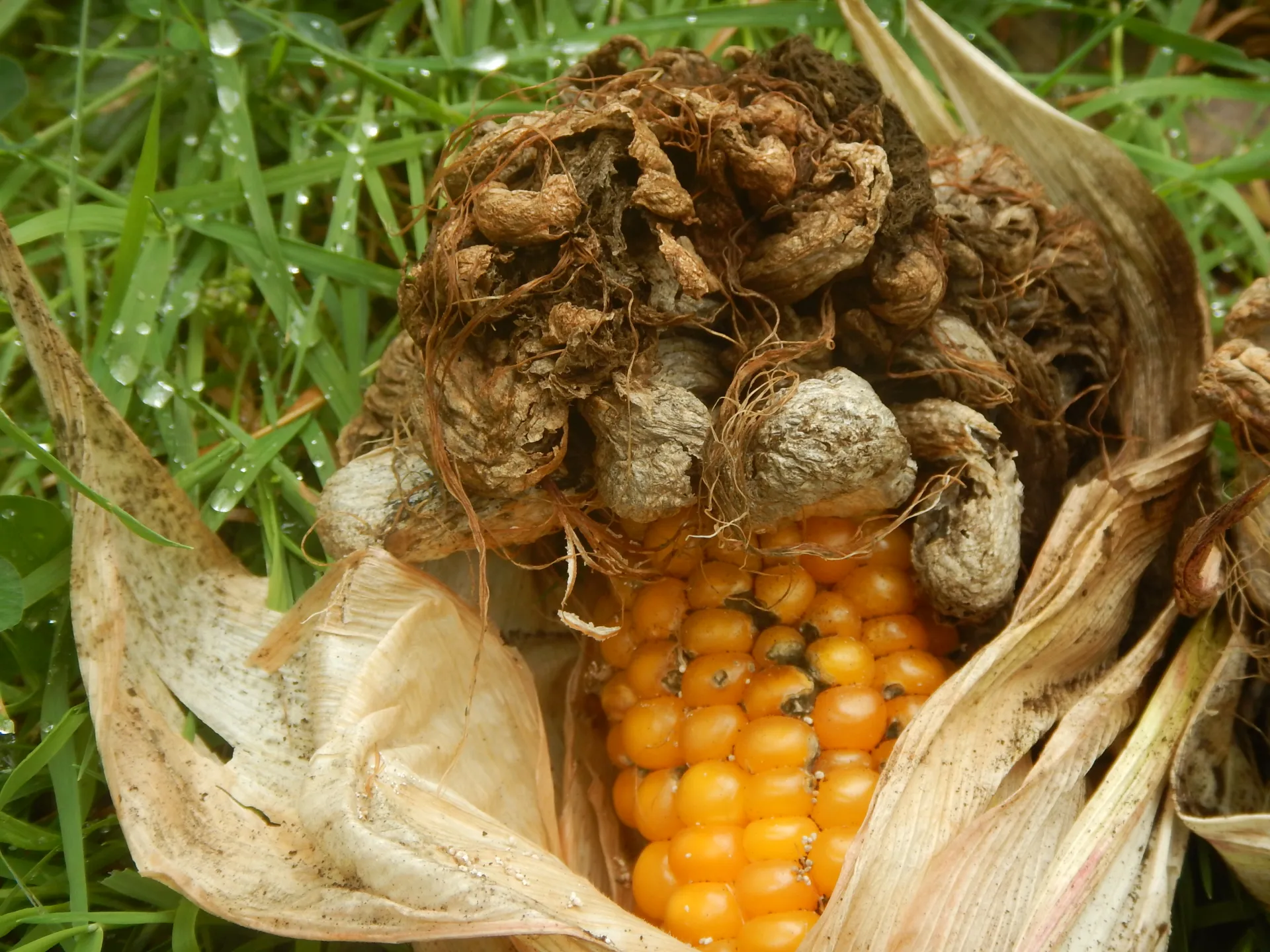 Mycosarcoma maydis - Ustilago maydis, 23-10 (1)